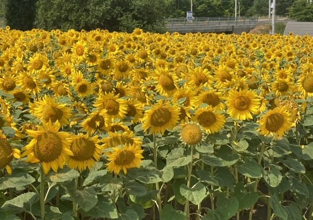 大空町のひまわり畑