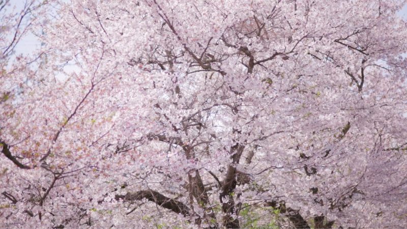 住宅を建てるタイミングを考える／網走市・大空町　住宅建築と不動産の会社　河西組